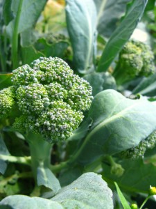 Broccoli growing in the fields