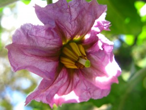 A gorgeous eggplant flower