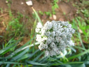 Leek flower