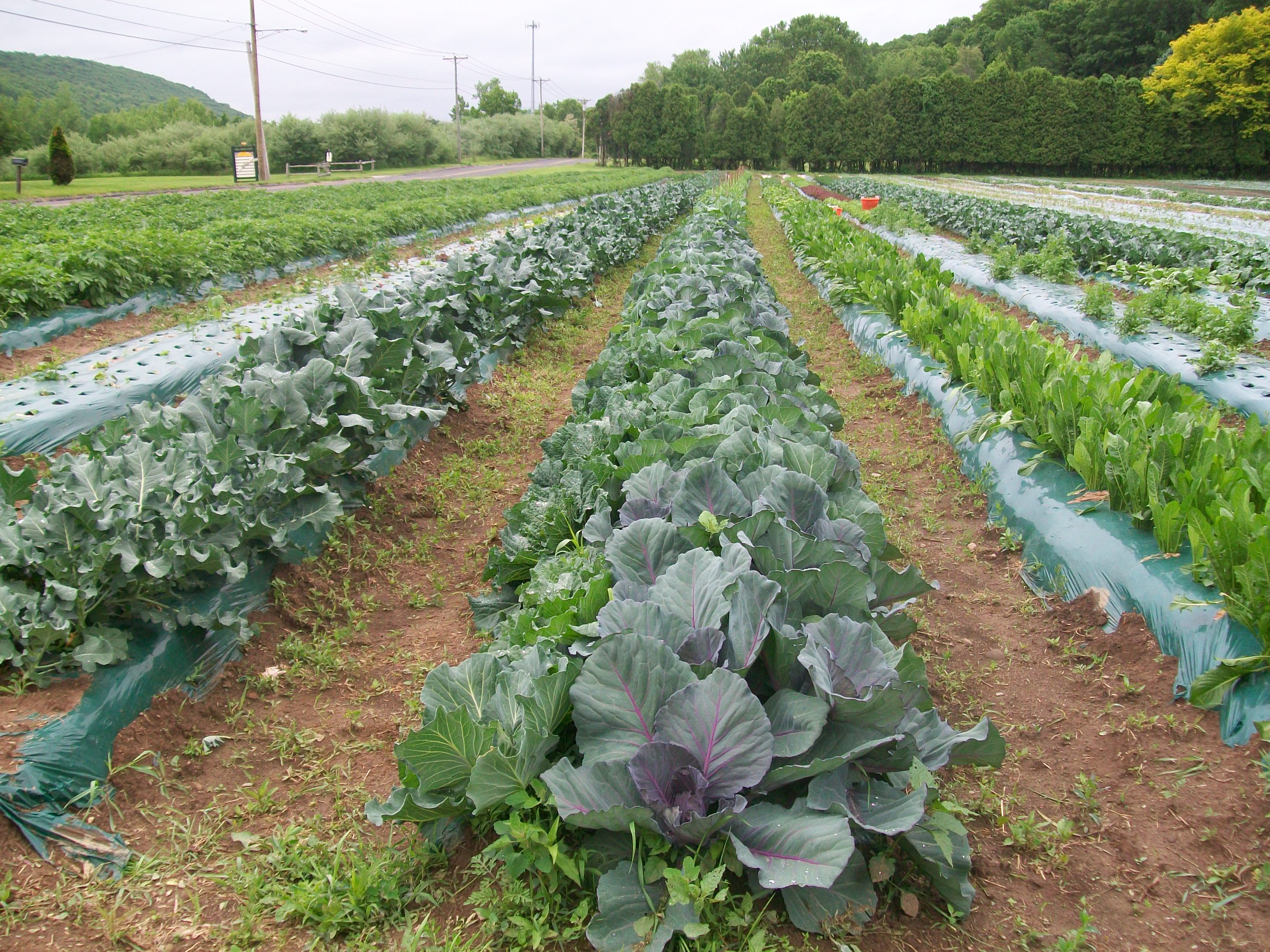 Cabbage Field